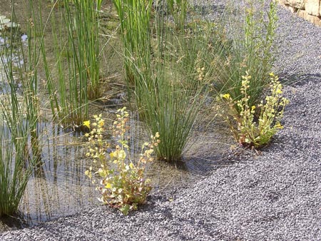 Naturnahe Gestaltung eines Badegartens